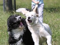 Puppys van Bliss040622-0144